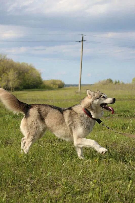 ладный стан ульяновск. питомник хаски. станица раздорская усть донецкий район. игры ицаэ. донская станица раздорская.