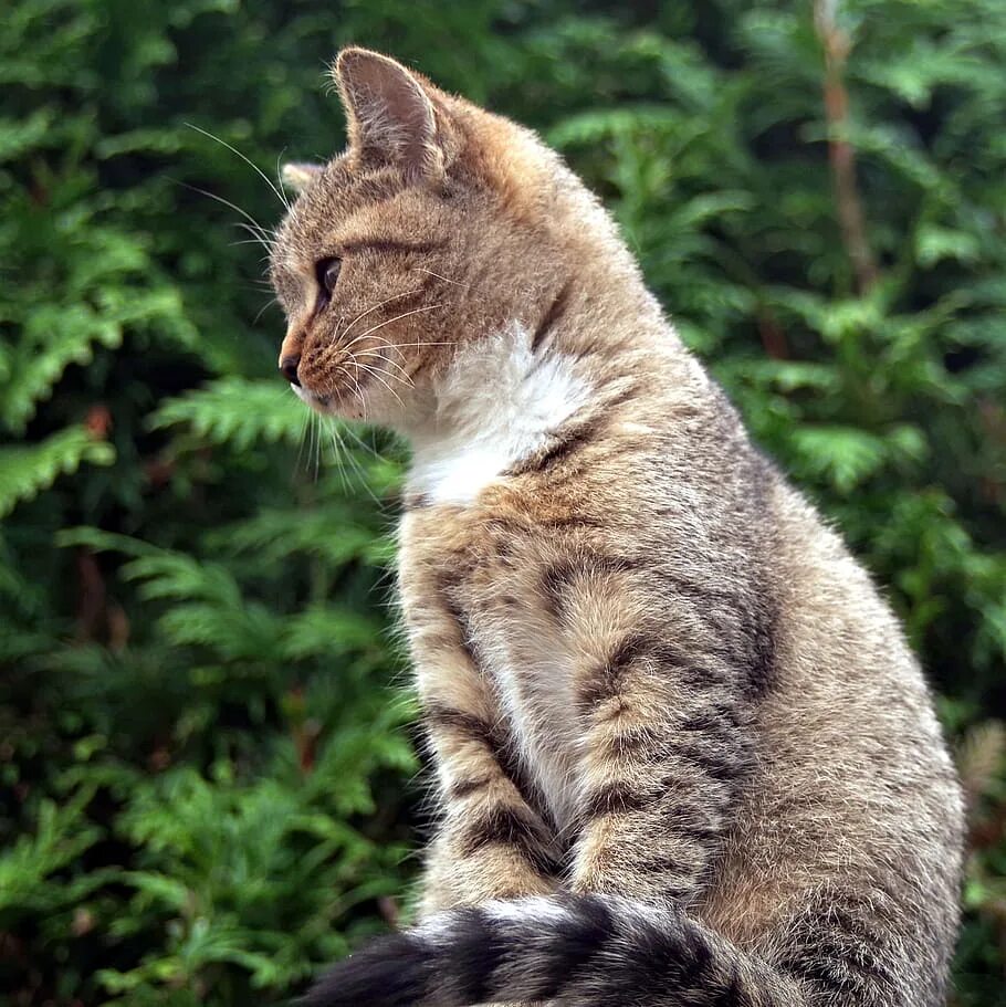 Кошка нормально. Кошка сидит. сидячая кошка. сидячий кот. кот сидит боком.