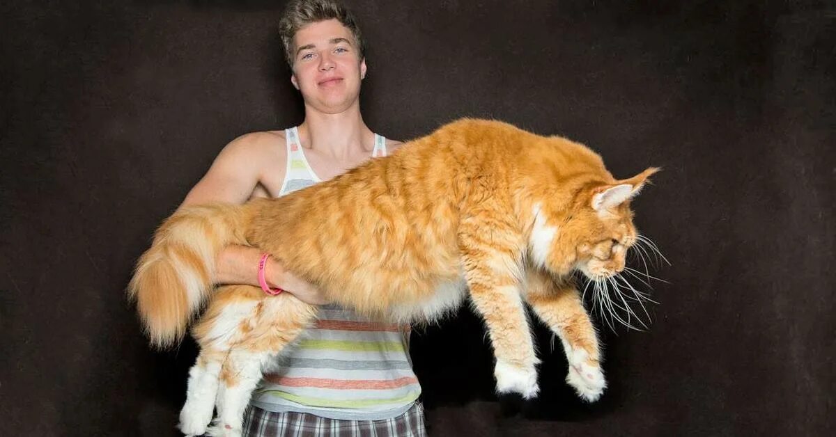 Гигантский кот Мейн кун. Огромный кот Мейн кун. Большой кот Мейн кун фото. Мейн кун Омар. Породы больших кошек фото