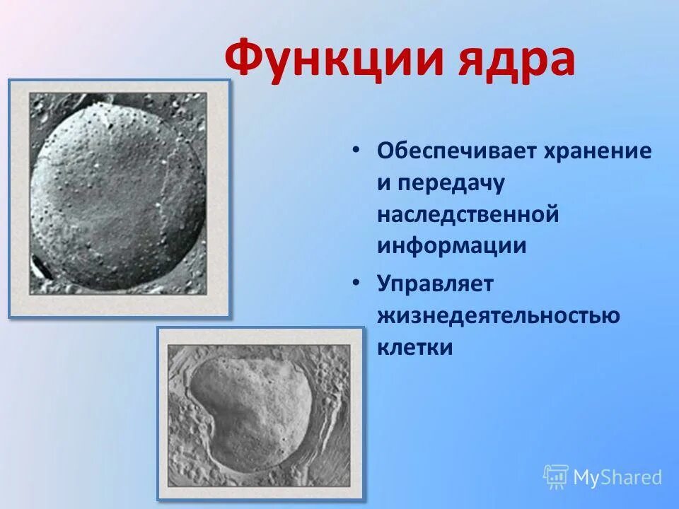 3 функции ядра. Главная функция ядра клетки. функции ядра в клетке. основные функции ядра. каковы основные функции ядра.