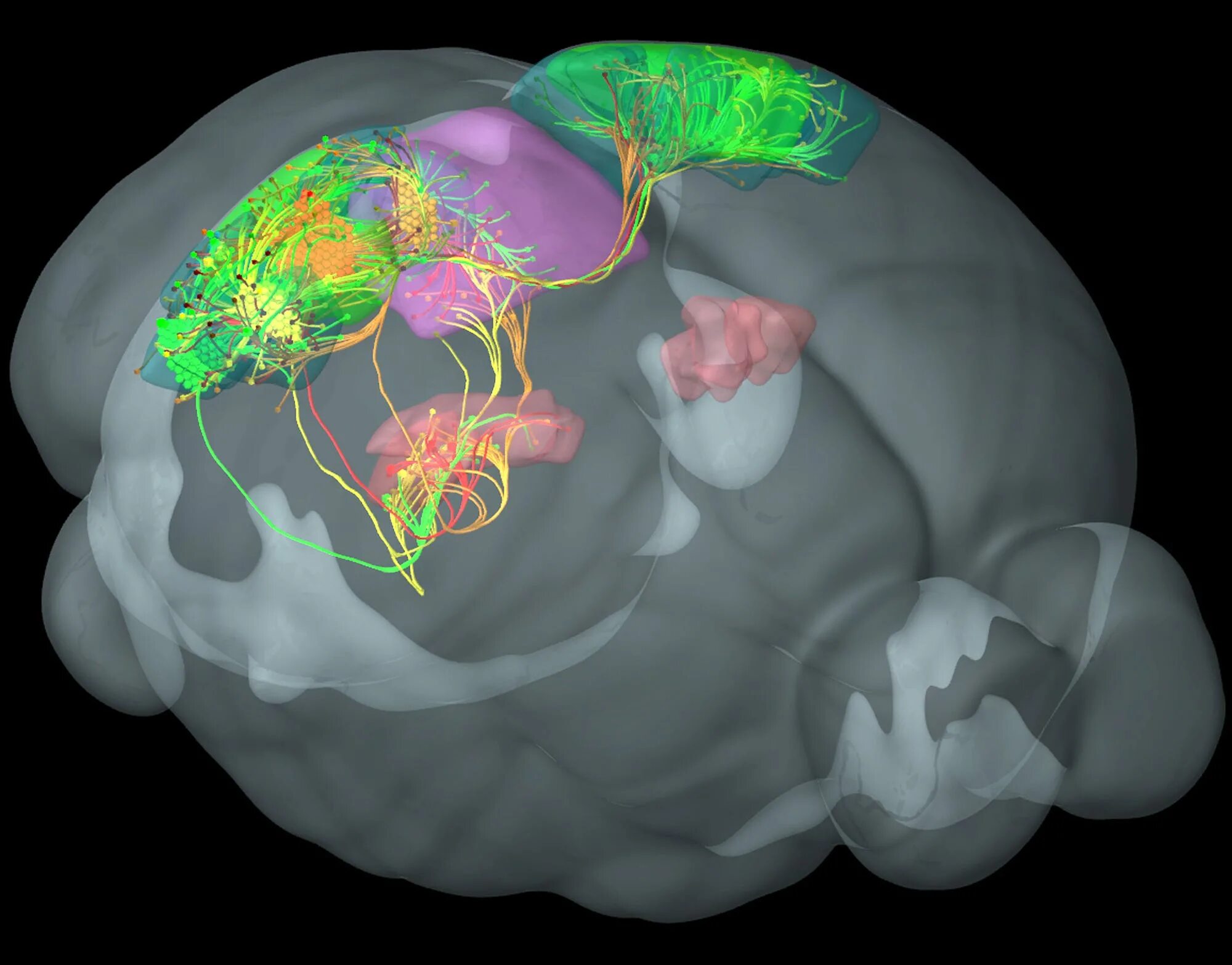 Brain down. Атлас мозга мыши. Нейроны мозга. Нейронные связи в мозге. Нейрофизиология мозга человека.