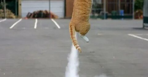 Коты пукают