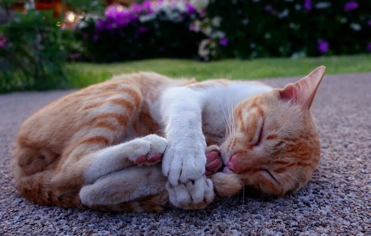 Спящие коты и кошки. Спящий кот. спящие котики. коты спят. красивые спящие коты.