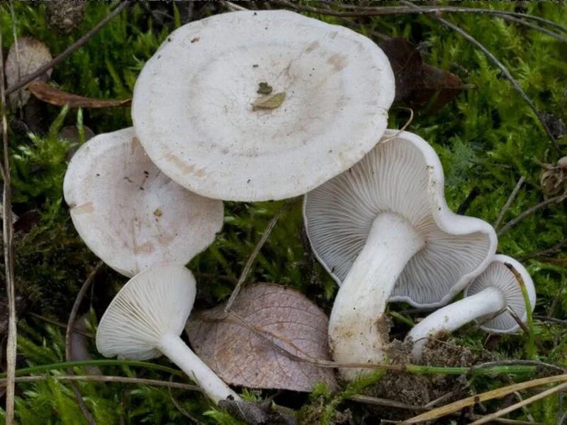 Говорушка беловатая (clitocybe dealbata). Гриб говорушка ядовитая. Говорушка восковатая. Говорушка восковатая говорушка восковатая. Говорушка восковатая гриб.