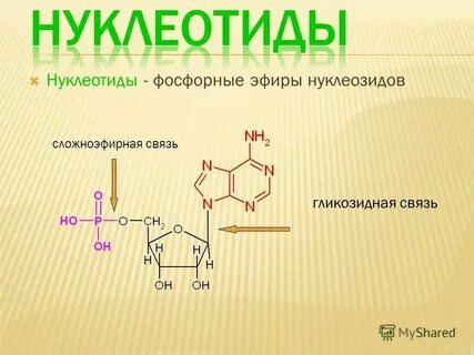 Какое из перечисленных веществ содержит сложноэфирную группировку