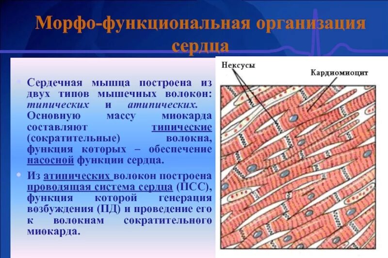 Что делают сердечные мышцы
