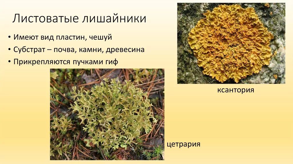 Описание лишайника по следующему плану. Листоватые лишайники. Лишайники накипные листоватые. Лишайники накипные листовые кустистые. Желтый листоватый лишайник.