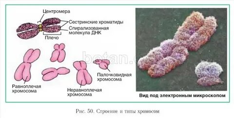 Сестринские хромосомы