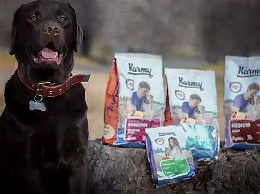 Авито димитровград животные. Дарэлл переноска спутник-1 с металлической дверцей. Быстрокаша для собак в миске. Переноска zoom спутник - 1 до 9кг, с метал. Клетка переноска триол.