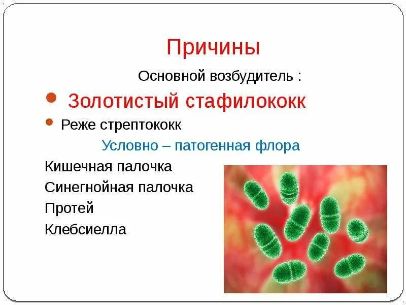 Что вызывает стафилококк. Стафилококк и синегнойная палочка. синегнойная палочка возбудитель заболевания. стафилококк стрептококк синегнойная палочка. золотистый стафилококк синегнойная палочка.