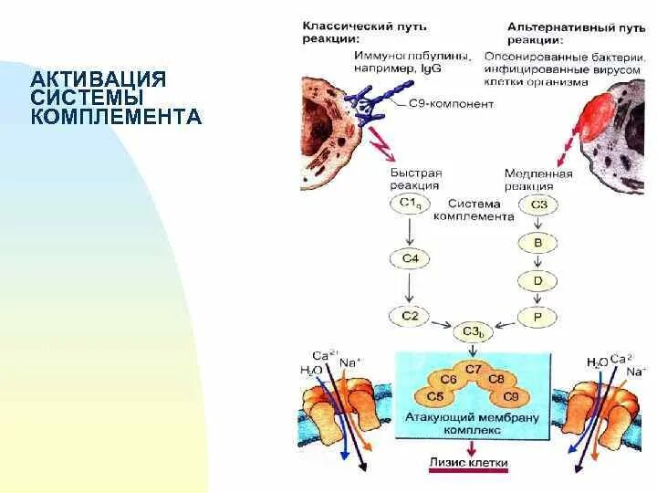 Ответ на комплемент. Классический путь активации комплемента иммунология. механизмы активации системы комплемента. схема основных путей активации системы комплемента. пути активации комплемента иммунология схема.