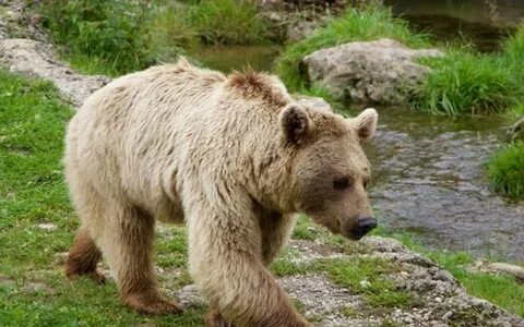 Приснился медведь бурый к чему женщине