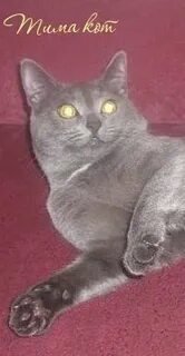 Тима котик