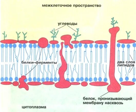 Лимфа в лимфатическом капилляре. Тканевая жидкость это в биологии 8 класс. Вода в межклеточном пространстве. Межклеточное пространство строение. Межклеточная жидкость клетка организма.