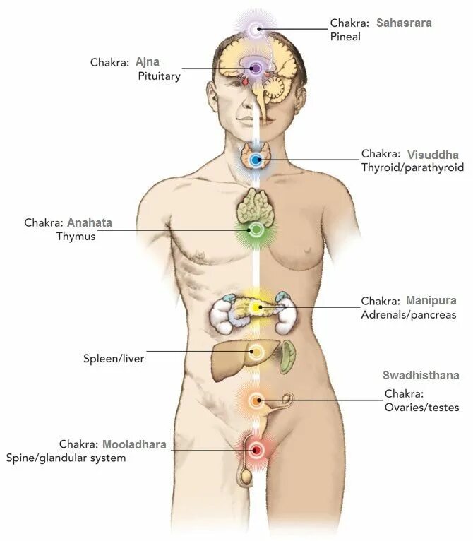 Лимфоузлы надпочечников. Железы внутренней секреции и чакры человека. Чакры и желез внутренней секреции. Железы эндокринной системы человека. Железы эндокринной системы анатомия.