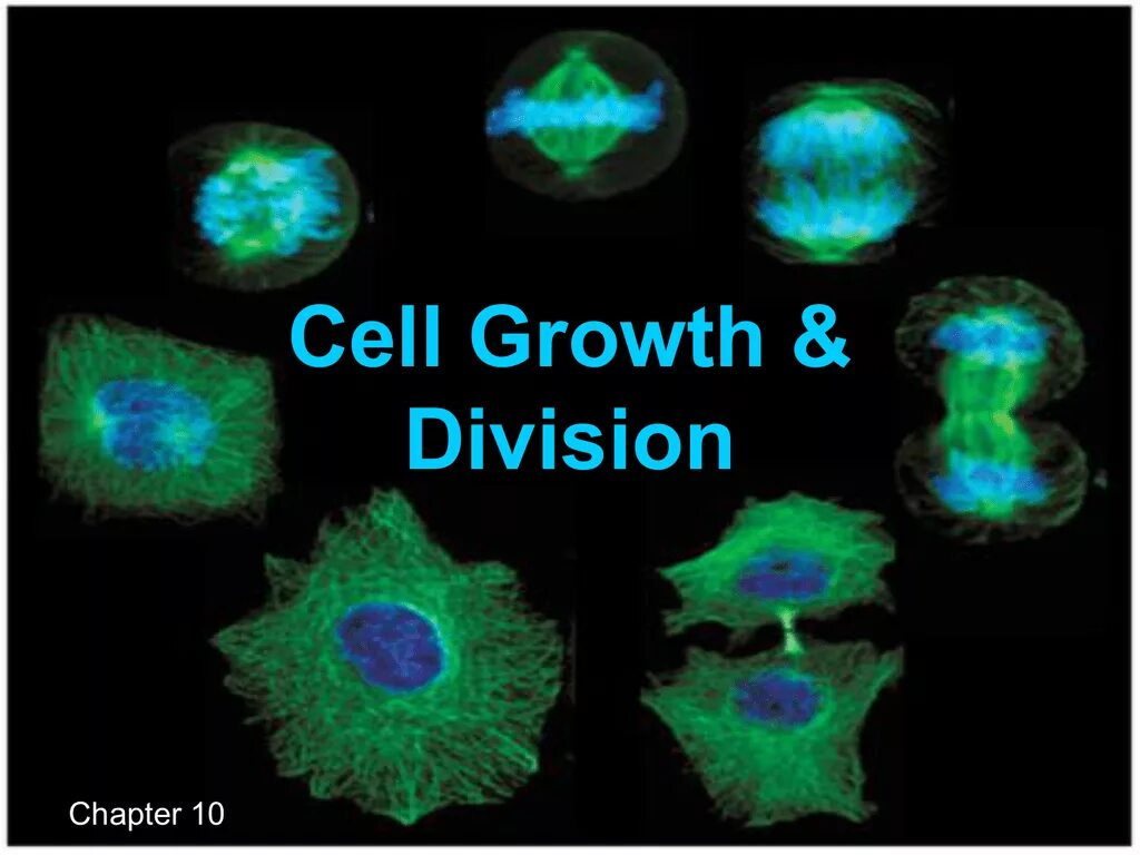 Пролиферация митоз. Митоз. cell cycle. cell division. пролиферация днк.
