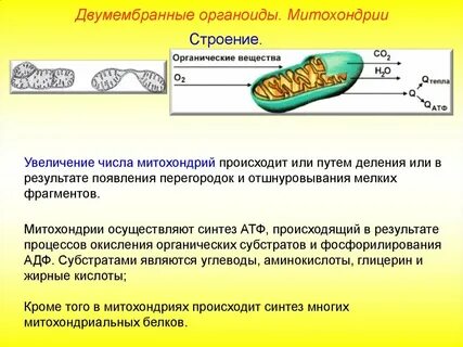 Какой синтез происходит в митохондриях