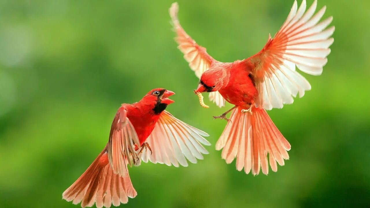 Охристый колибри. Оранжевогрудая вьюрковая цветочница. Bird s day. Птица с птенцами. Зимородок птичка.
