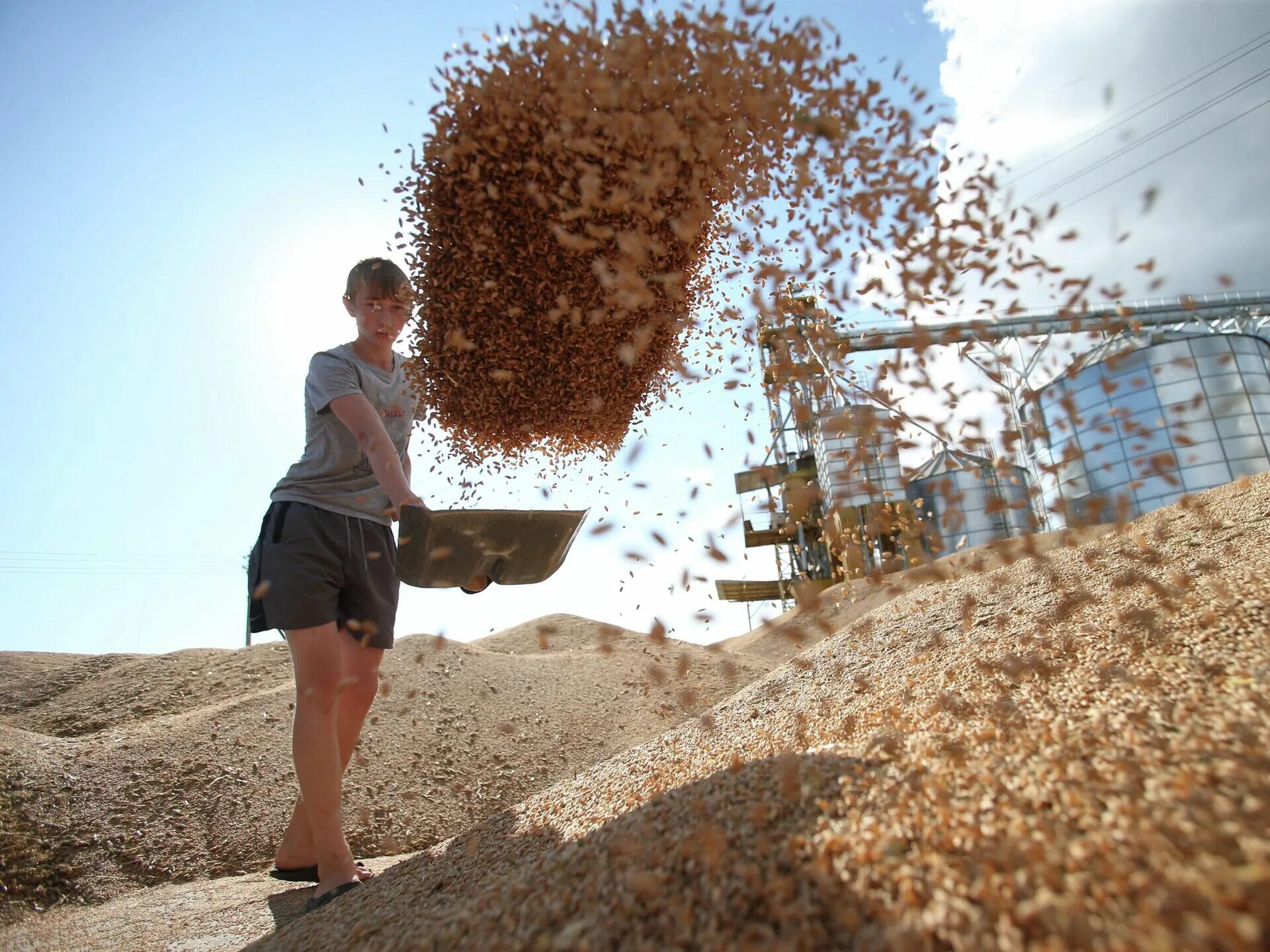 Последнего зерна. Мировой продовольственный кризис. Пшеница фураж. Последнего зерна. Пшеница в амбаре.
