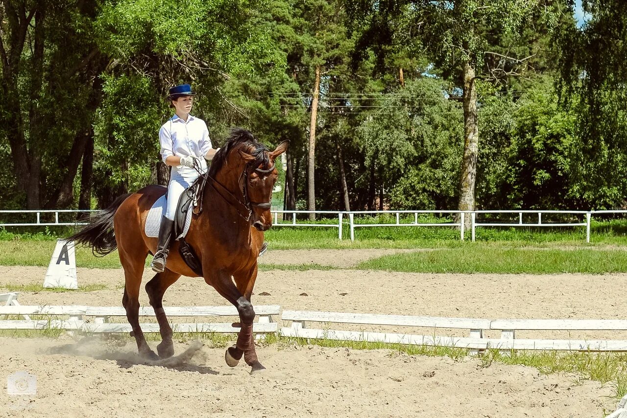 Кск брянск. Отрадненские просторы. КСК простор. Конный клуб простор. Конный спорт ковров.