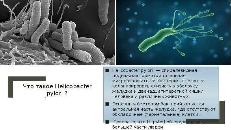 Бактерии хеликобактер причины
