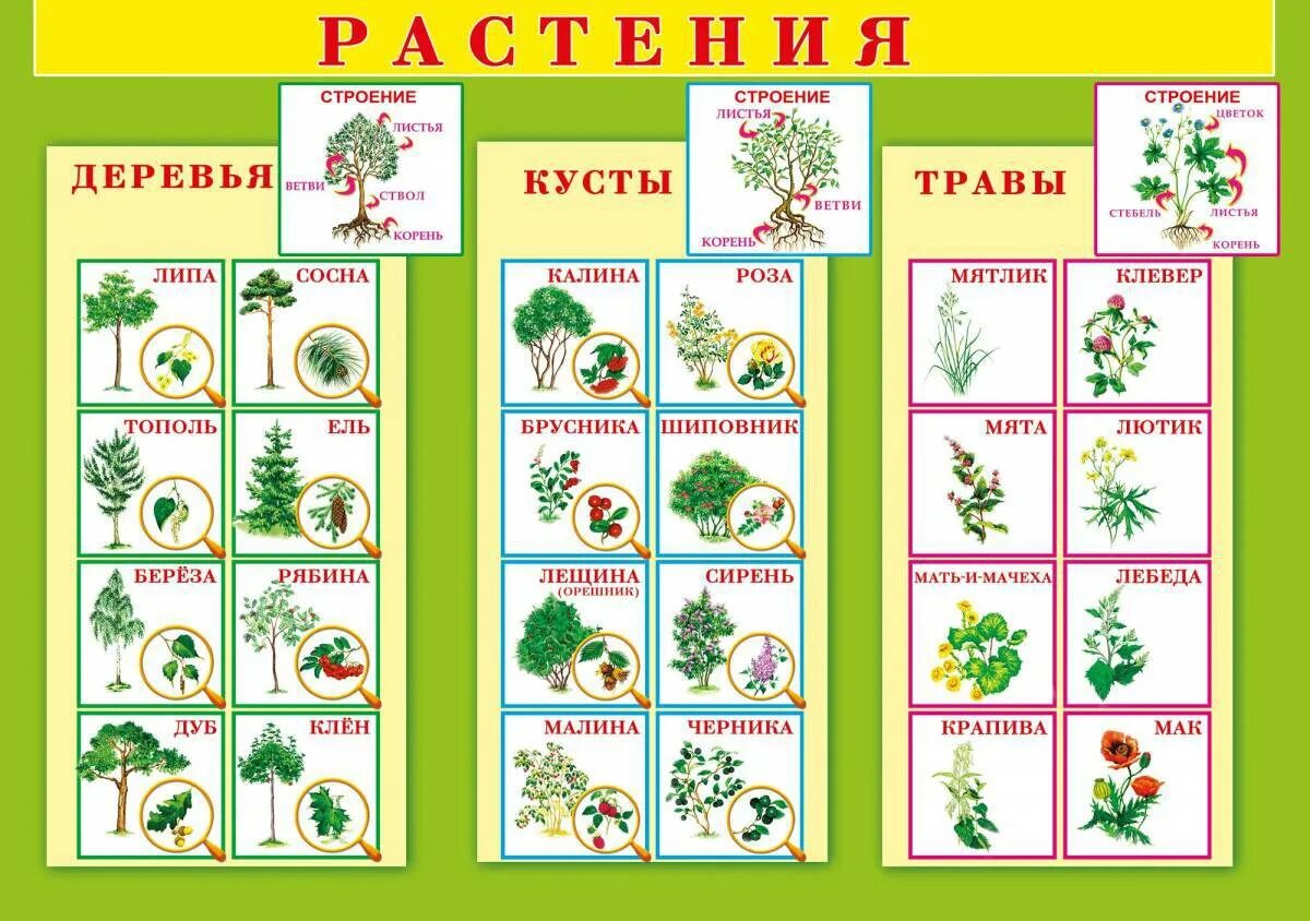 Виды кустарников окружающий мир. Растения для дошкольников. растительный мир для дошкольников. кустарники для детей с названиями. деревья кустарники травы.