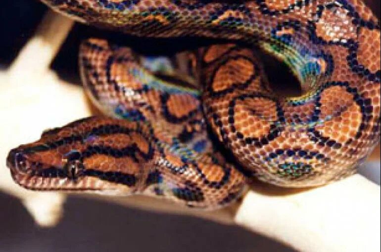 Змея радужный удав. Радужный удав 5. Колумбийский радужный удав. Бразильский радужный удав. Змея белогубый питон.
