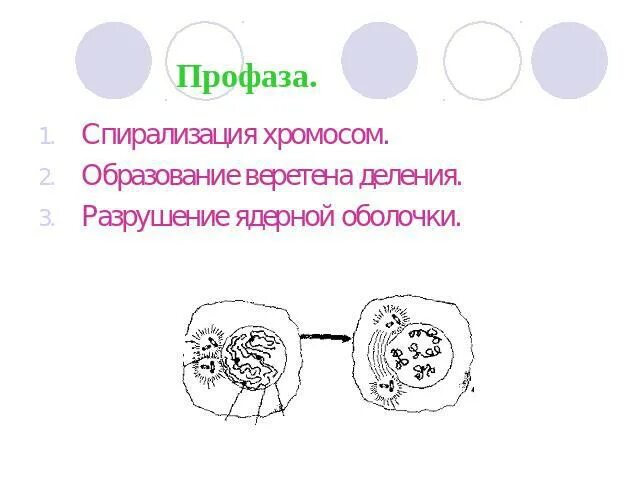 Д спирализация хромосом. Спирализация хромосом. Профаза разрушение ядерной оболочки. Спирализация хромосом и образование веретена деления. Разрушение веретена деления.