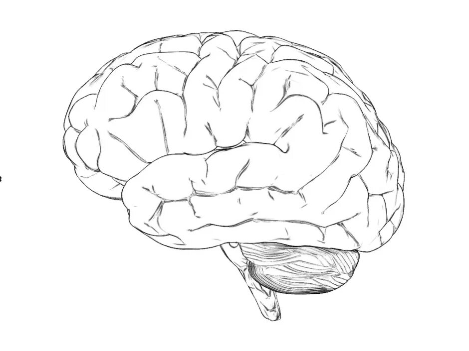 Brain less. Мозг рисунок. Мозг человека раскраска. Головной мозг раскраска. Мозг человека рисунок.