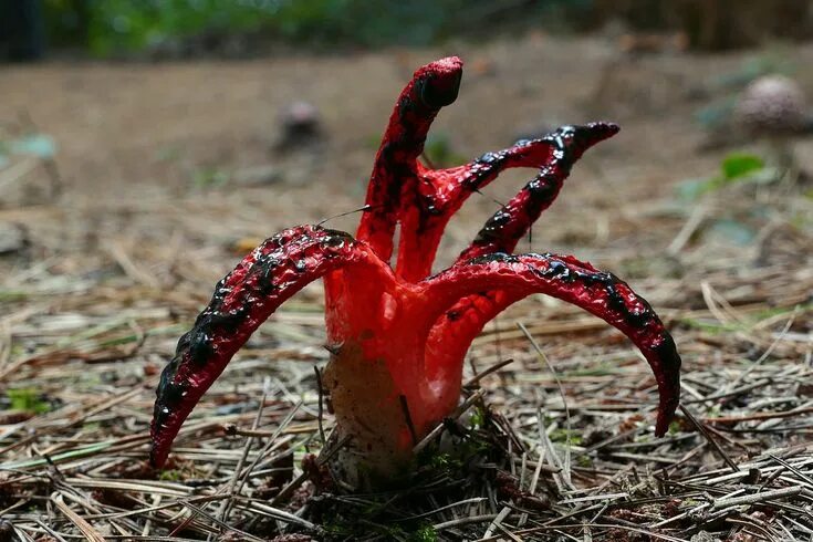 Fungi, Octopus stinkhorn, Plants