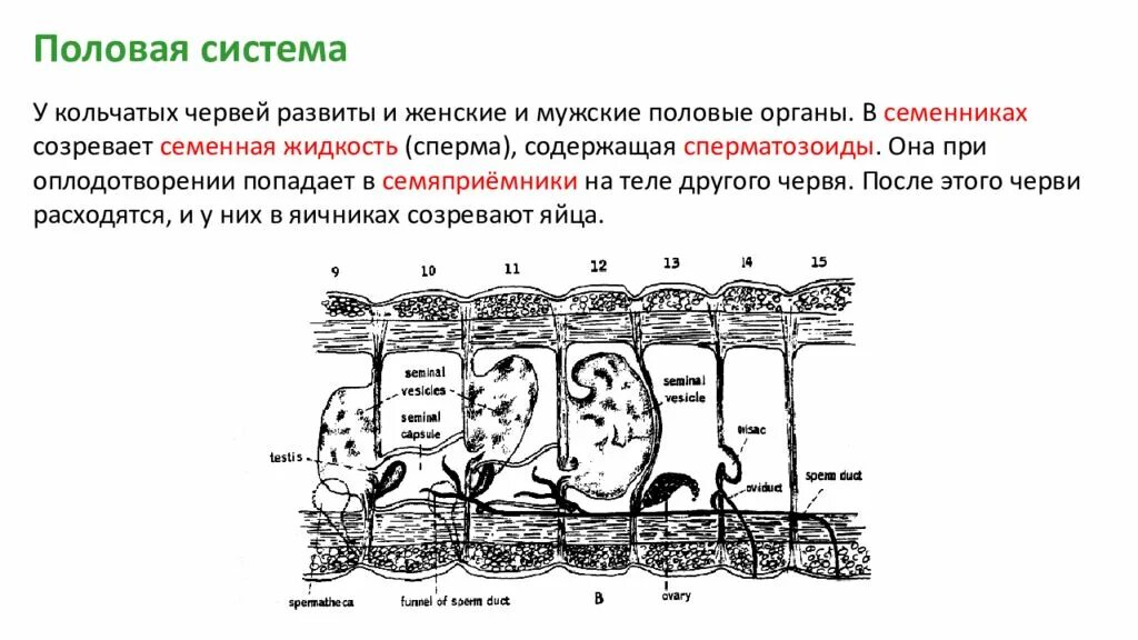 Кольчатые черви половая. Строение половой системы дождевого червя. Половая система органов у кольчатых червей. Половая система кольчатых червей. Строение половой системы кольчатых червей.