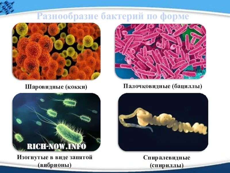 Формы бактерий 5 класс. Разнообразие форм бактерий. Разнообразие бактерий по форме. Бактерии презентация.