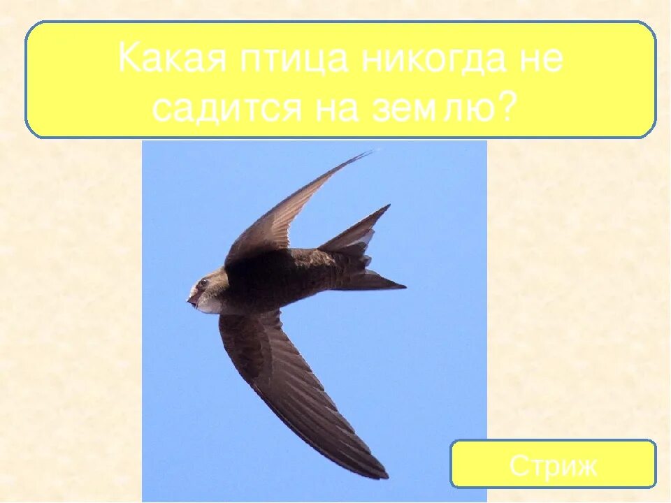 Какая птица на землю почти не садится. Птица которая никогда не приземляется. птица которая никогда не садится на землю. стрижи не садятся на землю. птицы которые никогда не садятся.