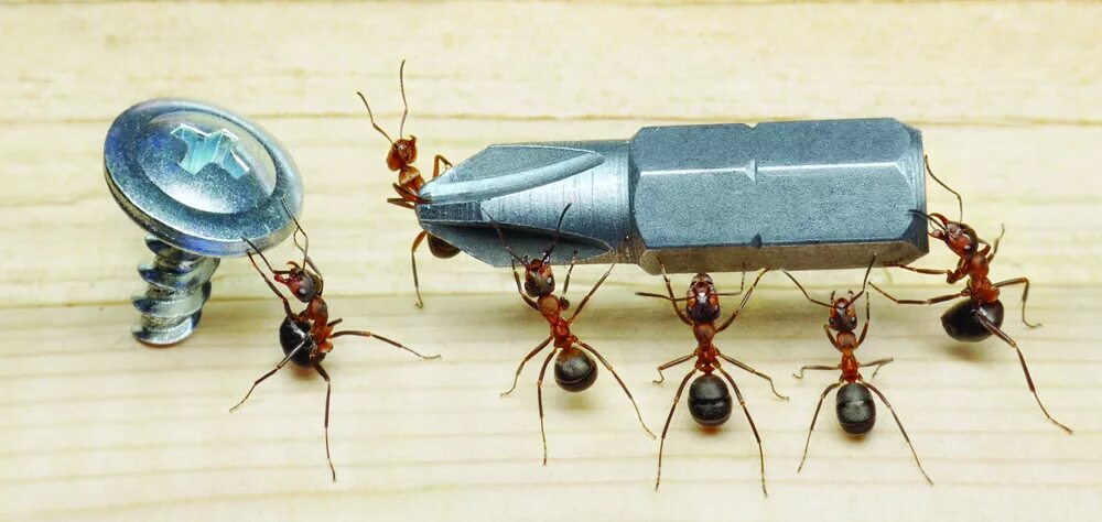 Как пользоваться ant