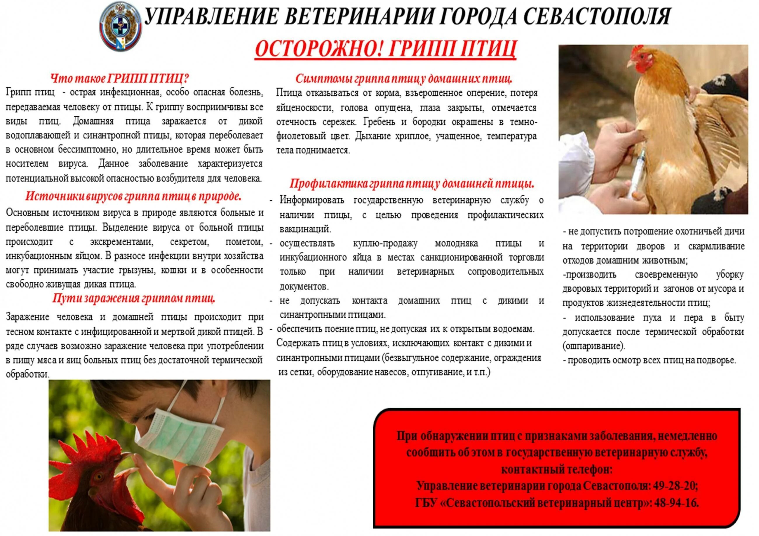 Птичьим гриппом болеют. Симптомы птичьего гриппа у куриц. Опасен ли птичий грипп для человека. Птичий грипп симптомы у людей. Куриный грипп симптомы у кур.