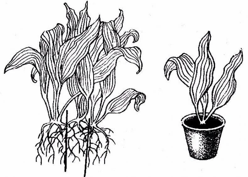 Как размножаются комнатные цветы. Эхинодорус корни. Спатифиллум делением куста. Аспидистра спатифиллум. Корневая эхинодоруса.