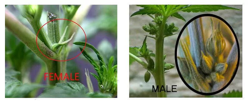Как выглядит сиповка. ПУСТОЦВЕТ марихуаны. Определить пол канабиса. Канабис пол мальчик. Женские и мужские растения марихуаны.