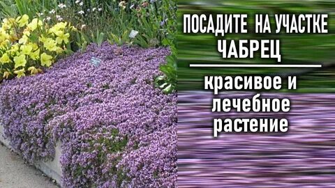 Как правильно посеять тимьян