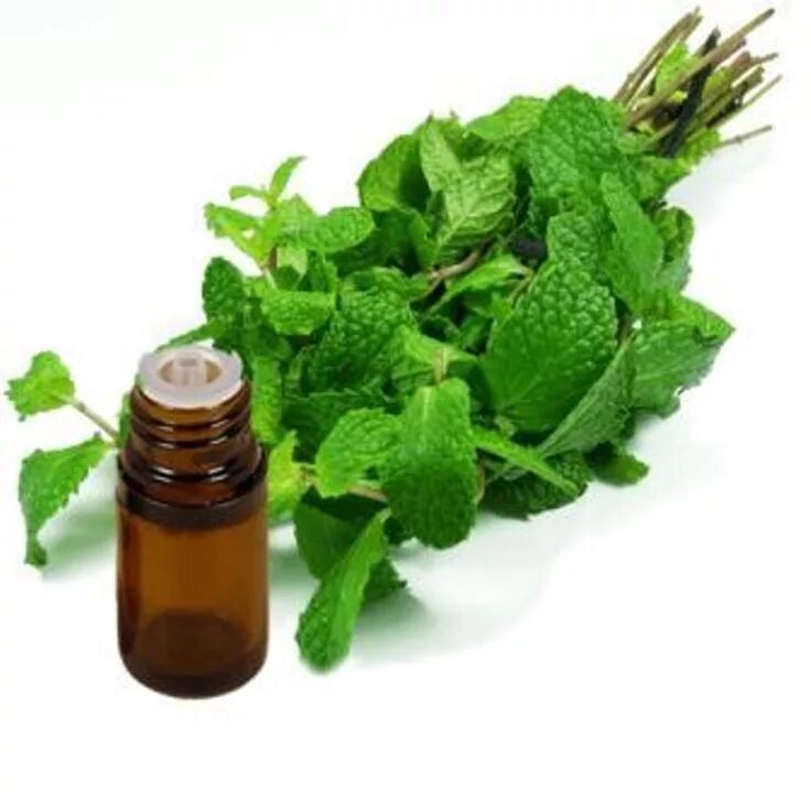 Перечная мята дотерра. Menthol oil. Эфирное масло ментола. Эфирное масло мяты перечной. Эфирные масла.