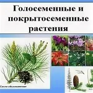 Капуста голосеменные или покрытосеменные. Голосеменные и покрытосеменные. голосеменные и покрытосеменные растения. пшеница голосеменные или покрытосеменные. голосеменные и покрытосеменные растения примеры.