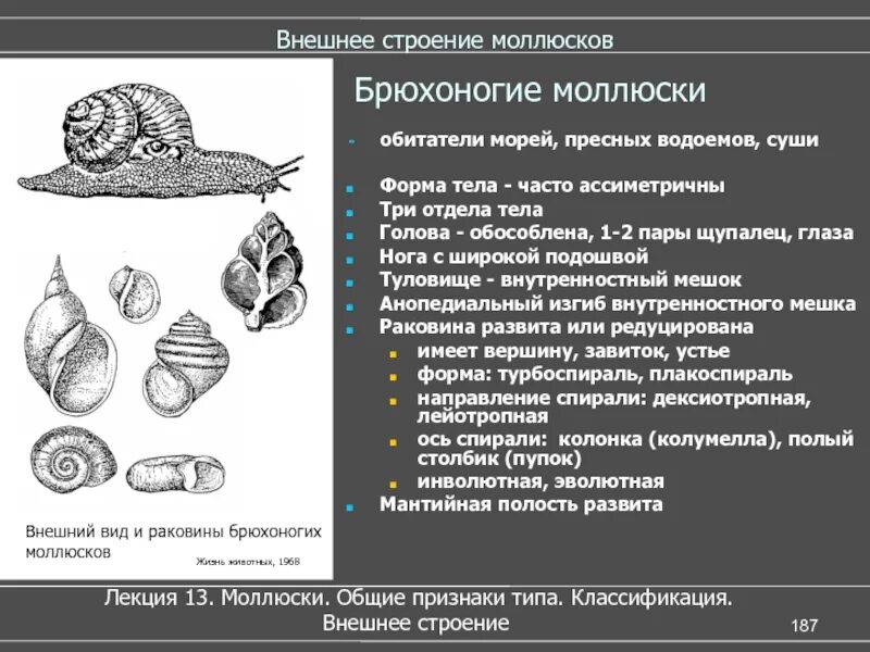 Моллюски общее строение. Внешнее строение раковины брюхоногих. Строение раковины брюхоногих моллюсков. Строение раковины брюхоногих. Внешнее строение раковины брюхоногих моллюсков.