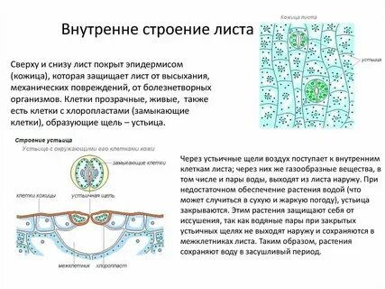 Какую функцию выполняет кожица у растений