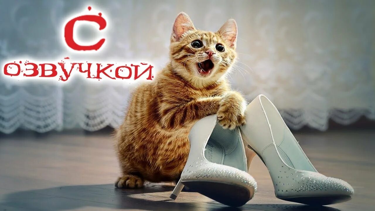 А мы их купили