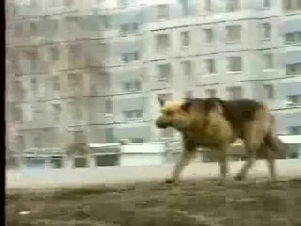 Собака ждала хозяина 10 лет