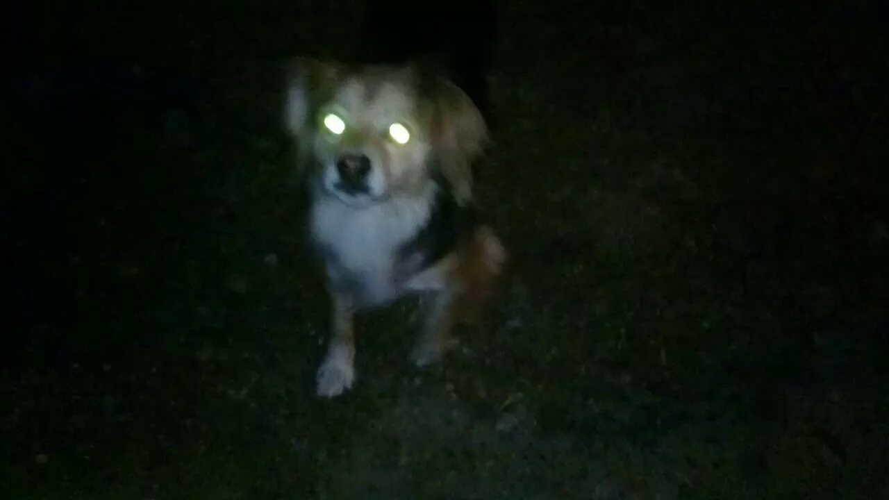 Собака гавкает ночью. Собака со светящимися глазами. Собака ночью. Глаза собаки в темноте. У собаки светятся глаза в темноте.