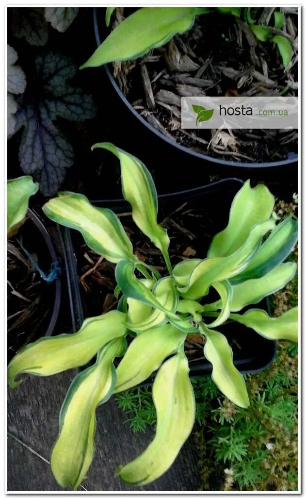 Хоста рипл эффект. Хоста риппл эффект. хоста рипли эффект. hosta ripple effect. хоста ripple effect.