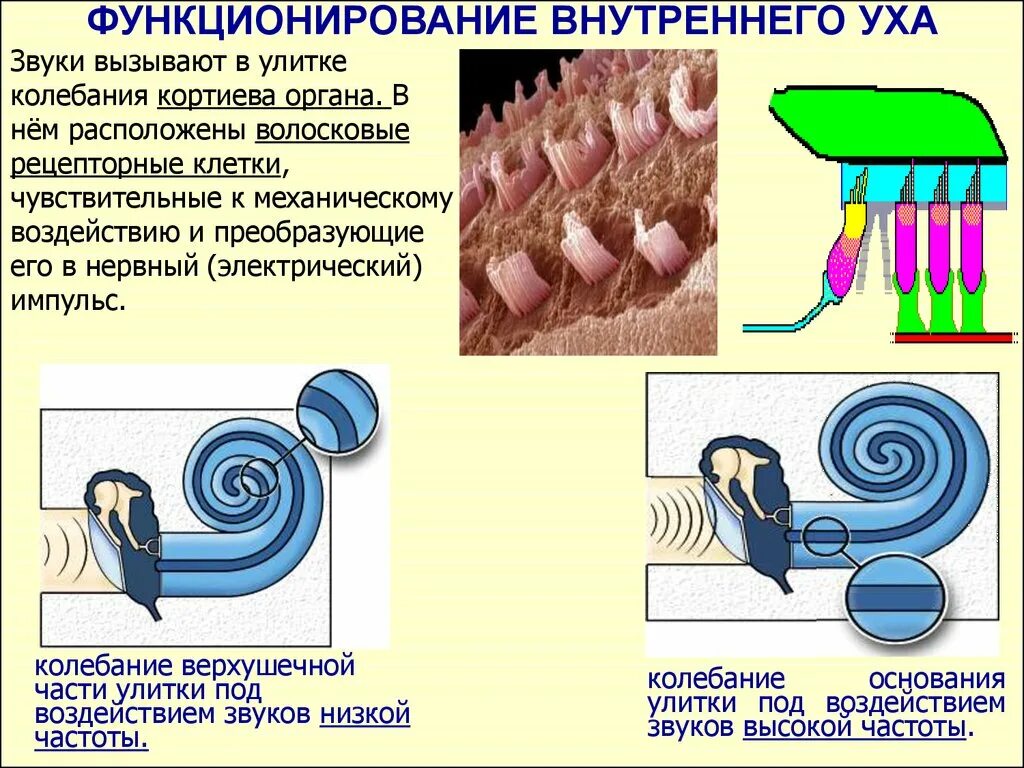 Чувствительные волосковые клетки. Волосковые клетки улитки. Волосковые клетки уха. Рецепторные волосковые клетки находятся в.