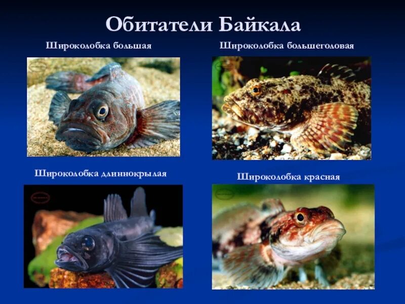 Какие животные обитают в озере байкал. Обитатели байкала. озеро байкал и его обитатели. жители озера байкал. обитатели байкала широколобки.