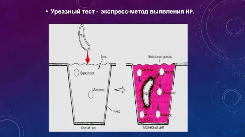 Тест на хеликобактер пилори дыхательный как проводится. Уреазный тест. Быстрый уреазный тест. Быстрый уреазный тест методика. Уреазный тест алгоритм.