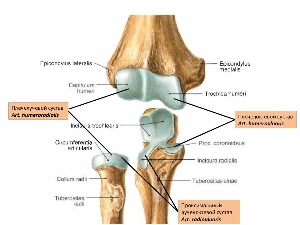 Проксимальный лучелоктевой сустав. Проксимальный лучелоктевой сустав характеристика. Проксимальный лучелоктевой сустав образован. Дистальный лучелоктевой сустав характеристика сустава. Лучелоктевой синдесмоз.